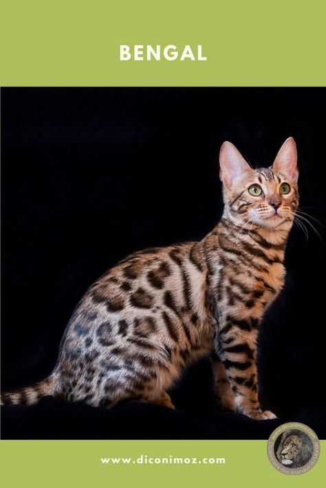 Bengal : origine, caractère, santé, couleur : fiche chat - liste-animaux.com Animals