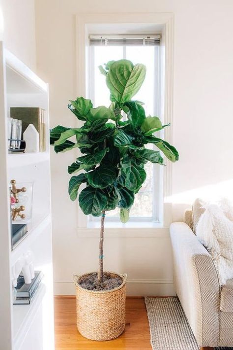 The Best Indoor Plants for Clean Air And Low Light Settings + 15 Planter Ideas Plants For Clean Air, Tall Indoor Plants, Large Indoor Plants, Tropical House Plants, Living Room Plants, Indoor Trees, Best Indoor Plants, Low Light Plants, Big Plants