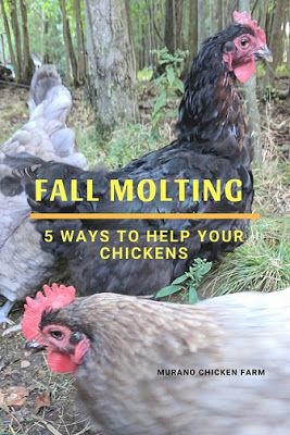 Molting Chickens, Raising Turkeys, Chicken Incubator, Portable Chicken Coop, Urban Chickens, Backyard Chicken Farming, Chicken Health, Best Chicken Coop, Raising Backyard Chickens