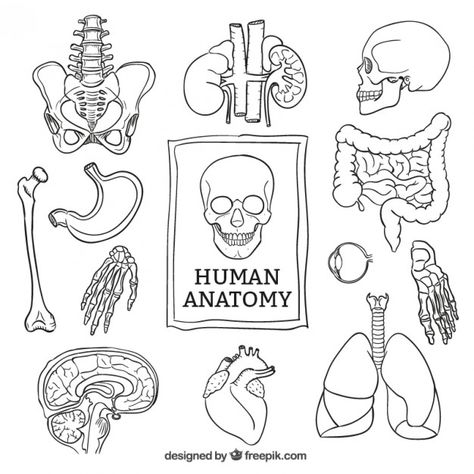 Biology Drawing, Medical Drawings, Whatsapp Logo, Images Hello Kitty, Human Anatomy Art, صفحات التلوين, Bullet Journal Art, Anatomy Drawing, Medical Illustration