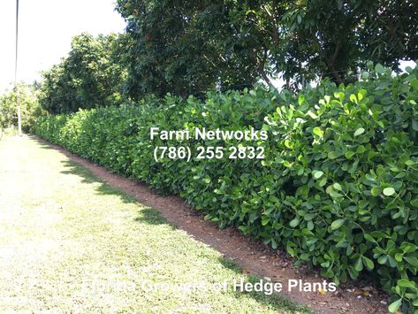 Florida Clusia Hedge Clusia Hedge, Pretty Patios, White House Garden, Florida Landscaping, Florida Plants, Yard Landscape, House Backyard, Plant Guide, Camper Ideas