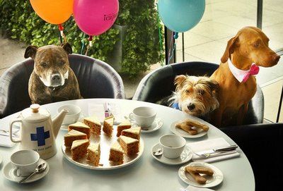 Dog Restaurant, Dog Birthday Party, Birthday Party Celebration, Dog Party, Dog Biting, Dog Birthday, A Puppy, Animal Party, Drinking Tea