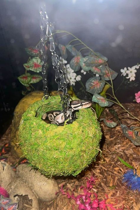 Ball python with mossy cave hide Snake Enrichment, Mossy Cave, Python Tank, Tree Frog Terrarium, Pet Enclosures, Diy Reptile, Snake Terrarium, Snake Hides, Frog Terrarium