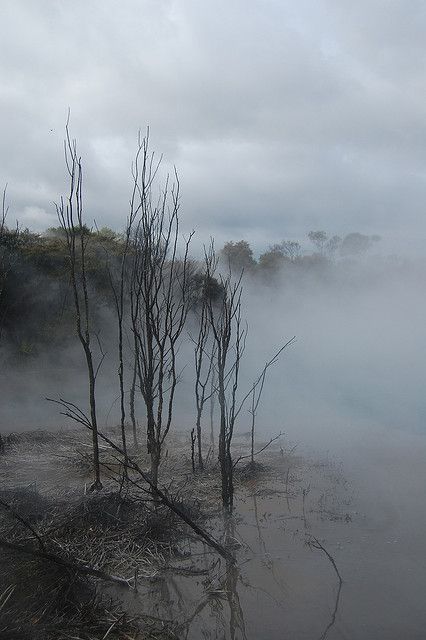 Calm: pictures_good The Fog, Trees, Water