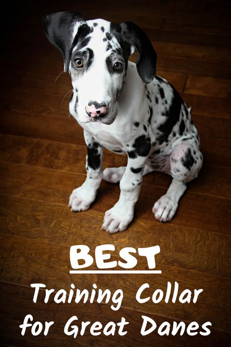 Looking for a training collar to help with training your Great Dane? This guide covers the three most common type with a recommendation for the best one for Great Danes. #greatdane #puppytraining Great Dane Collar, Dog Food Station, Great Danes, Dog Grooming Business, Great Dane Puppy, Sleeping Puppies, Black Lab Puppies, Great Dane Dogs, English Mastiff