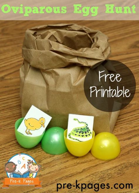 Hunting for Oviparous Eggs Activity in Preschool and Kindergarten Oviparous Animals Preschool, Oviparous Animals, Pre-k Science, Mini Beasts, Pre K Pages, Easter Preschool, Spring Preschool, Kindergarten Science, Preschool Science