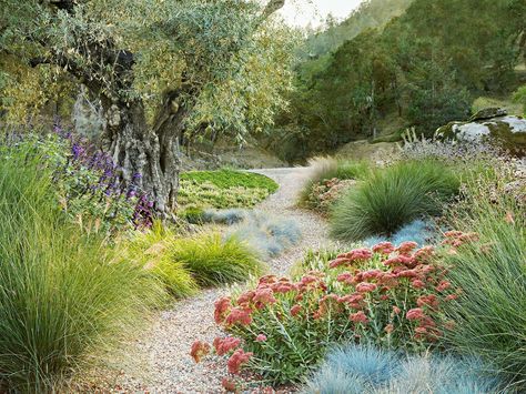 Beach House Landscaping, Gravel Walkway, Waterwise Garden, Native Plant Gardening, Gravel Path, California Garden, Gravel Garden, Mediterranean Garden, Water Wise