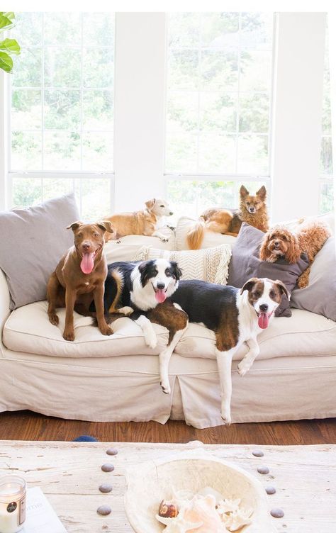 tips for keeping (mostly) clean, happy and healthy pet-friendly home. - Dog Proof Design - Slipped Covered Couch - Washable Couch - White Couch - Dogs and Decor - Farmhouse Living Room Lots Of Dogs In House, Dog Proof Couch, Living Room With Dogs, Pet Friendly Couch, Pet Friendly Living Room, Texas Interior Design, Couch White, Washable Couch, Rockwall Texas