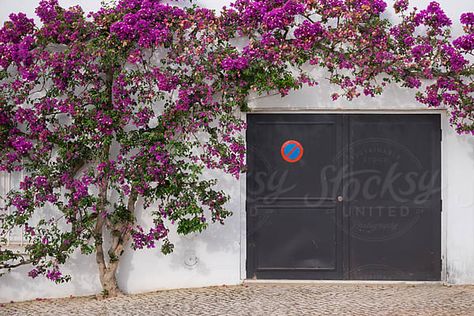 Over Garage Door, No Parking Sign, Pink Bougainvillea, Santorini House, No Parking, Parking Sign, Parking Signs, Bougainvillea, Stock Photography Free