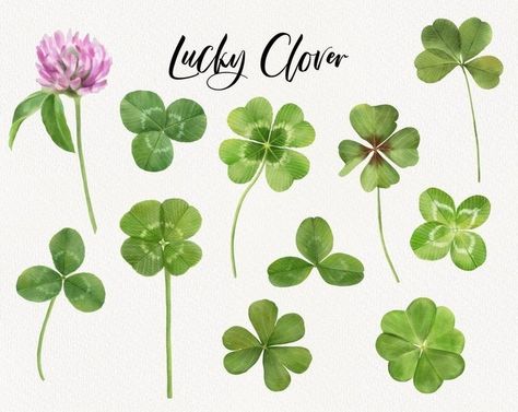 Clover Clipart, Planner Scrapbooking, Clover Tattoos, Watercolor Elements, Bridesmaid Bags, Watercolor Pumpkins, Lucky Clover, Photo Overlays, Wedding Frames