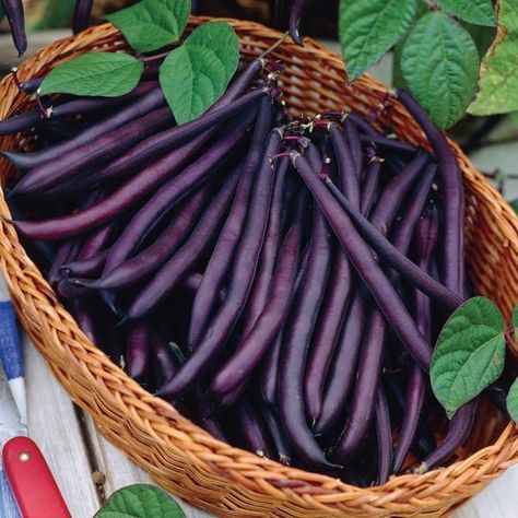 Purple Beans, Snap Beans, Purple Queen, Goth Garden, Bush Beans, Bean Seeds, Buy Seeds, Amethyst Purple, Garden Seeds