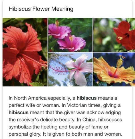 Flowers That Represent Healing, Hibiscus Meaning, Hibiscus Flower Meaning, Flower Facts, Flower Symbolism, Plant Fungus, Flower Meanings, Nothing But Flowers, Flower Names