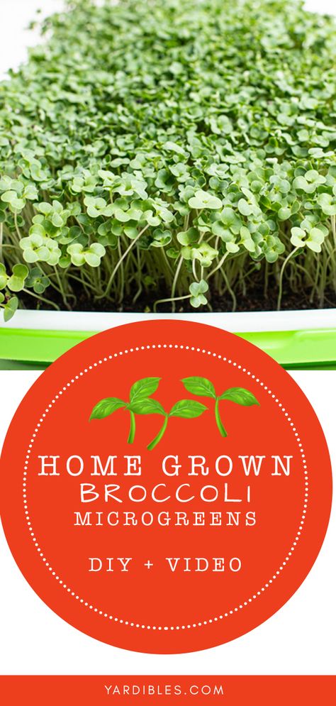 Salad Recipes Broccoli, Broccoli Growing, Broccoli Salad Recipes, Broccoli Microgreens, How To Grow Broccoli, Grow Broccoli, Broccoli Health Benefits, Salad Broccoli, Recipes Broccoli