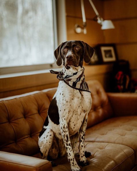 Indoor Pet Photography, Lifestyle Dog Photography, Dog Photography Indoor, Dogs Photoshoot, Professional Dog Photography, Dog Photoshoot Pet Photography, Pet Lifestyle, Pet Photography Studio, Photography Studio Setup