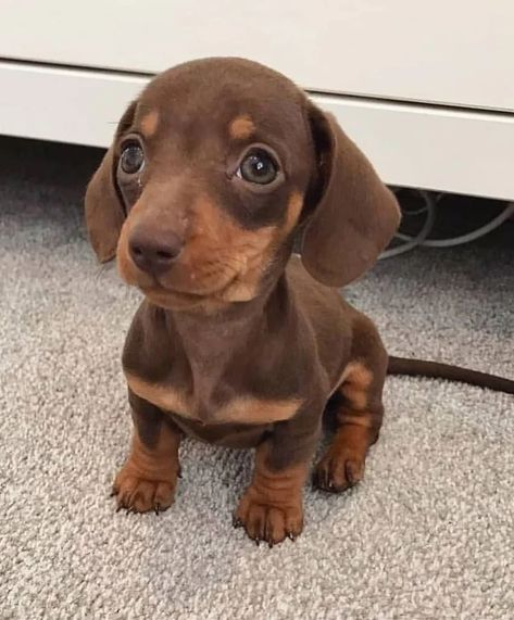 Pictures and Videos Show Why Dachshund Too Cute – KingdomOfDoggos Weiner Dog Puppies, Miniature Dachshund Puppies For Sale, Sausage Dog Puppy, Puppy Dog Pictures, Miniature Dachshund Puppies, Dachshund Puppies For Sale, Baby Dachshund, Dachshund Puppy Miniature, Puppies For Sale Near Me