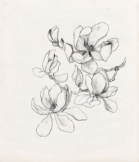 @hateuandurbrows Magnolia Tattoo, Kunst Tattoos, Flower Sketches, Floral Drawing, Plant Drawing, Botanical Drawings, Art And Illustration, Arte Floral, Pattern Illustration