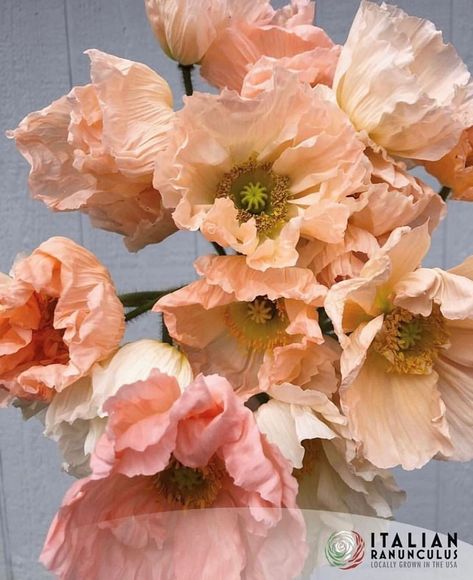 Italian Ranunculus on Instagram: “Italian Poppies, that is what we call them, but you can call them Colobri, Papaveri, or Hummingbird if you would like... still, they are…” Soil Blocks, Icelandic Poppy, Icelandic Poppies, Long Vase, Tin Cup, Peach Cream, Zone 2, Pink Poppies, Flower Therapy