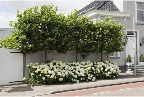 Leibomen planten | Directplant Front Of The House Garden Ideas, Front Of House Landscape Ideas Hydrangea, Front Garden Hydrangea, Garden Design With Hydrangeas, White Hydrangeas Garden, Hydrangea Strong Annabelle, Hydrangea Annabelle Border, Strong Annabelle Hydrangeas, Hydrangea Side Of House