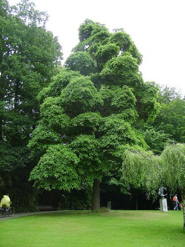 Evergreen Tree Tattoo, Sassafras Tree, Tree Roots Tattoo, Trees Aesthetic, Tree Aesthetic, Meteor Garden 2018, Magic Garden, Garden Route, Unique Trees