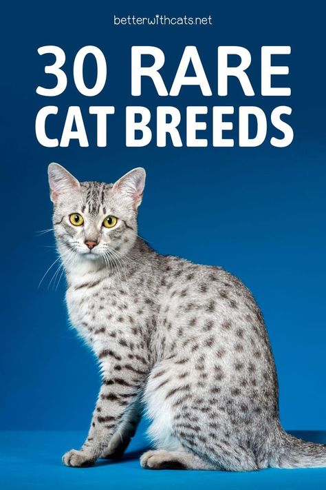 If you want to learn about rare cat breeds, stick with us since you’ll discover many exciting things about cats that people don’t know exist. Rare Cat Breeds, Rare Cats, Cat Breeder, Cats Breeds, About Cats, Don T Know, Cat Breeds, Fur Babies, Cats And Kittens