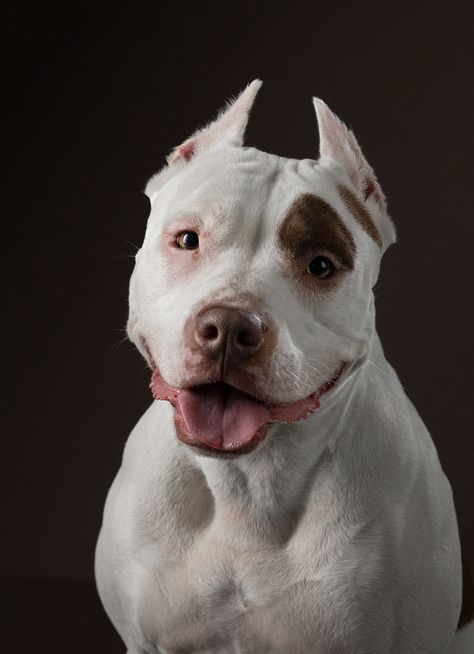 Explore this photo titled 6I1A8591-47 by Anna Averianova (@AnnaAverianova) on 500px Pitbull Types, Jon Bernthal Punisher, Dog Photography Poses, Dog Photoshoot, Jon Bernthal, Bully Breeds, Dog Images, Pitbull Dog, Dog Photography