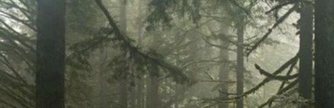 Twitter Banners, Dark Forest Aesthetic, Twt Header, Cute Twitter Headers, Cute Headers For Twitter, Twitter Header Pictures, Dark Green Aesthetic, Twitter Header Aesthetic, Twitter Header Photos