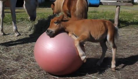 Cow Playing With Ball, Horse Playing With Ball, Bouncing Ball Pregnancy, Foals Playing, Big Balls Meme, Baby Horse, Healthy Horses, Inner Balance, Baby Horses