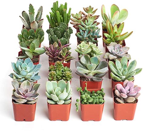 Amazon.com: Shop Succulents | Unique Collection of Live Plants, Hand Selected Variety Pack of Mini Succulents, Standard box : Everything Else Garden Escape, Live House Plants, Succulent Collection, Cactus Planta, Aloe Vera Plant, Mini Succulents, Succulents Indoor, Small Succulents, Green Collection