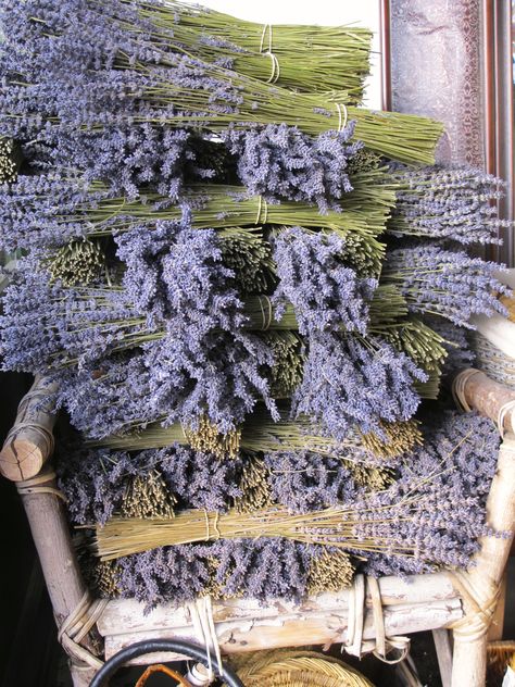 French lavender...can't you just smell it ! Makes you want to move to the south… French Lavender Aesthetic, Lavender Herb, Lavender Garden, Lovely Lavender, French Lavender, Lavender Blue, Spring Fling, Lavender Fields, Lavender Flowers