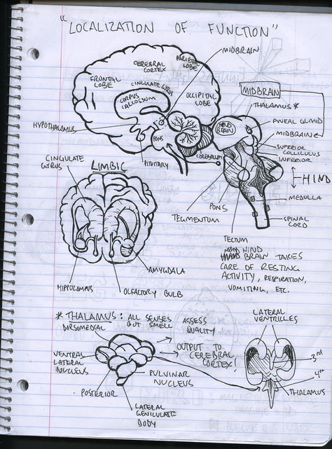 Neuroscience Notebook Neurosurgeon Aesthetic Notes, Neuropsychologist Aesthetic, Neuroscience Notes, Neurosurgeon Aesthetic, Neuroscience Aesthetic, Temple Of Apollo, Psychology Notes, Medicine Notes, Study Biology