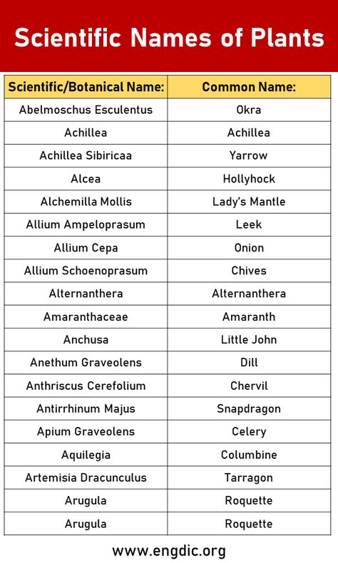 Welcome to our comprehensive guide to 50 botanical and scientific names of plants, from A to Z! In this fascinating journey through the world of flora, we will explore the diverse and intriguing names that classify and identify various plant species. Get ready to expand your botanical knowledge and discover the wonders of nature! What is a Scientific Name? A scientific name (also called a botanical name) is a formal, internationally recognized name assigned to each species of plant or animal.... Scientific Name Of Animals, Botanical Names Of Plants, Scientific Names Of Plants, Names Of Plants, Facts About Plants, Botanical Names, Growing Aloe Vera, Science Exhibition, Alchemilla Mollis
