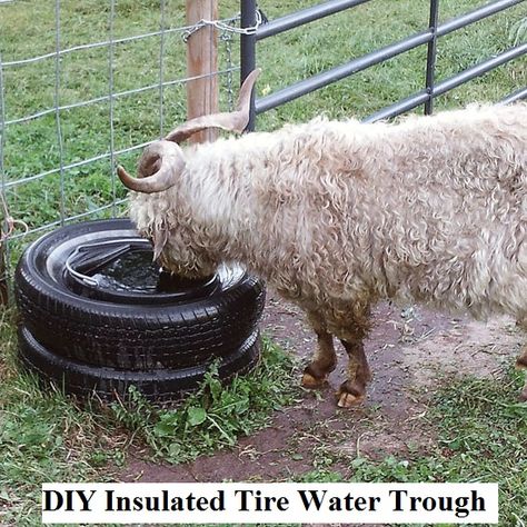 A really neat idea for keeping your smaller livestock and larger pets water from freezing this winter! Susan's husband built the trough pictured above for their goat. But it would work for big dogs, smaller horses, etc.. Backyard Goats, Goat Playground, Goat Shelter, Goat Pen, Goat House, Pig Stuff, Goat Care, Goat Barn, Raising Goats