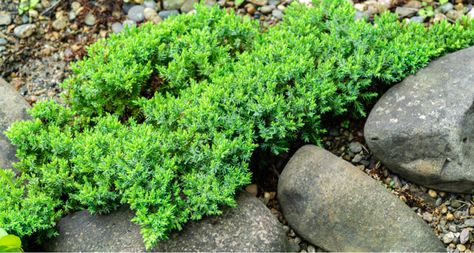 13 Low-Maintenance Ground Cover Plants - INSTALL-IT-DIRECT Japanese Garden Plants, Cypress Mulch, Japanese Quince, Japanese Plants, Juniper Bonsai, Rock Garden Plants, Low Maintenance Garden, Ground Cover Plants, Evergreen Shrubs