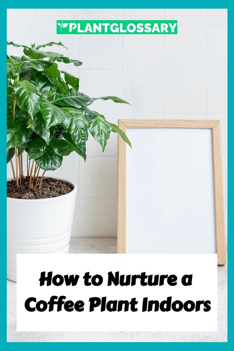 Growing a coffee plant indoors can be a delightful addition to your home, offering lush foliage and the potential for coffee beans. These plants need specific conditions to thrive. In this article, we’ll discuss how to successfully cultivate a coffee plant indoors, providing practical tips on soil, light, and humidity to ensure your plant's health. Coffee Plant Care, House Jungle, Coffee Plants, Rooting Hormone, Coffee Plant, Soil Layers, Root Growth, Tropical Climate, Soil Improvement