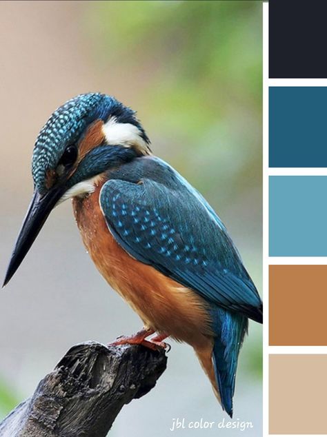 Colors Gradient, Color Cube, Color Combinations For Clothes, Color Schemes Colour Palettes, Blue Palette, Nature Color Palette, Design Seeds, Color Palette Design, Colorful Feathers