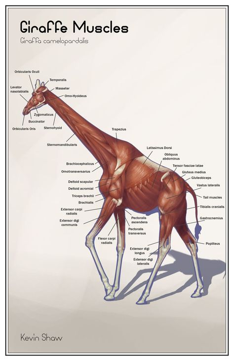 Anatomy Animals Study, Giraffe Anatomy, Vet Anatomy, Vet Study, Vet School Motivation, Skeleton Muscles, Animal Skeletons, Muscle Anatomy, Animal Anatomy