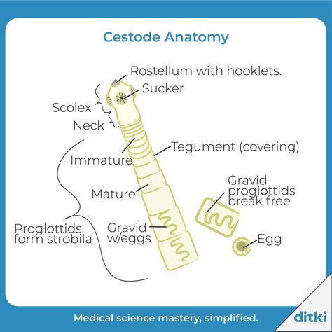 Cestodes are responsible for a number of pathologies - can you name some common infections? Learn more: https://ditki.com/course/immunology/microbiology-parasites/cestode-infections/1587/cestodes-flatworms #ditki #usmle #meded #medschool #medstudent #highered #mededonline #usmletutorials #microbiology #cestodes #nursing #pance #physicianassistant #osteopath #allopath #medicine #science #healthscience #nurse #premed #mcat #mbbs Pre Med, Physician Assistant, Med Student, Med School, Abdominal Pain, Medical Science, Microbiology, Health Science, Life Cycles