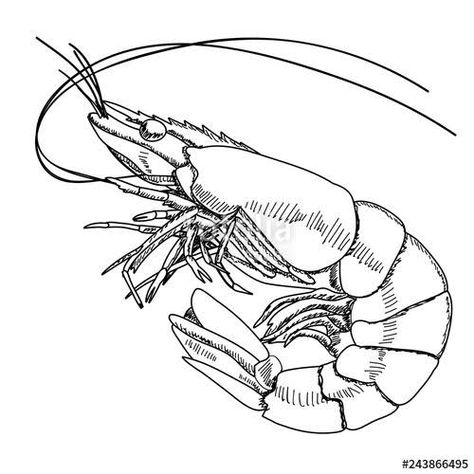 Krill Drawings, How To Draw A Crawfish Step By Step, Prawns Drawing, Crawfish Drawing, Crab Simple Drawing, Shrimp Sketch Drawings, Crab Design Drawing, Shrimp Drawing, Crab Outline Drawing