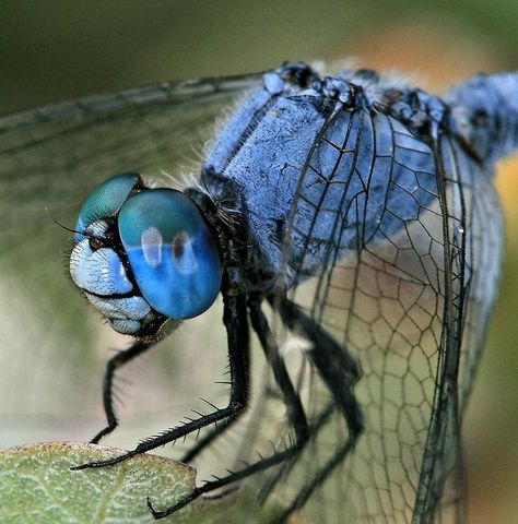 Blue Dragon Fly Strange Insects, Macro Photography Insects, Macro Photography Tips, Dragonfly Photos, Dragon Flys, Micro Photography, Macro Photographers, Damselflies, Dragonfly Insect