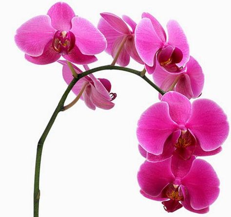 Hot Pink Phalaenopsis Orchid Orchid Photo, Beach Wedding Flowers, Growing Orchids, Orchid Wedding, Phalaenopsis Orchid, Pink Orchids, Orchid Care, Arte Floral, Orchid Flower