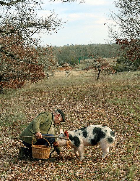 Truffle hunting in France French Truffles, Truffle Hunting, David Lebovitz, French Culture, French Countryside, France Travel, Country Life, Farm Life, Truffles