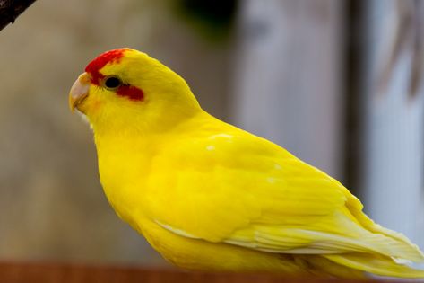 red headed male parakeet | Sexing kakariki - am I right? - Hi, New here, need some ... Kakariki Bird, Kakariki Parrot, Parrot Types, Flushing New York, Parrot Rescue, Wildlife Park, Parrot Bird, Wild Food, Eat Fruit