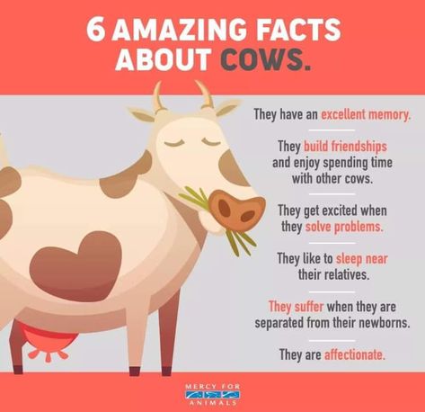 Cow Facts, Livestock Judging, Breeds Of Cows, Mercy For Animals, Animal Liberation, Agriculture Education, Vegan Humor, Fact Of The Day, Learn Facts