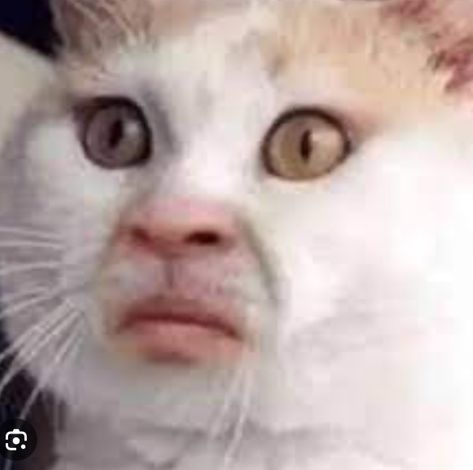 Singing Cat, Cat Human, Meme Cat, Face Meme, Funny Cat Faces, Face Swaps, 웃긴 사진, Human Face, Meme Faces