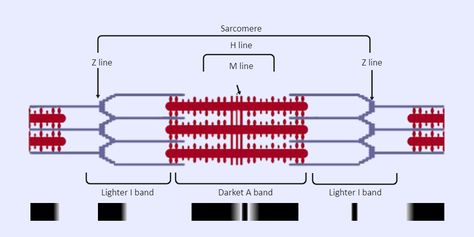 Sarcomere Labeled Sarcomere Diagram, Science Diagram, Diagram Ideas, Science Diagrams, Laboratory Equipment, Paper Illustration, Self Assessment, Educational Materials, Student Learning