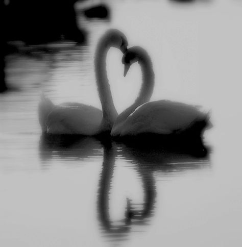 swans Swan Dark Aesthetic, Dark Swan Aesthetic, Swan Black And White, Swans Aesthetic, White Swan Aesthetic, Black And White Swan, 2 Swans, Swan Aesthetic, Swan Wallpaper