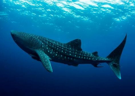 Whale shark Whale Shark Widget, Aesthetic Whale Shark, Whale Shark Pfp, Whale Shark Photography, Whale Shark Reference Photo, Whale Shark Side View, Whale Shark Underside, Ocean Aesthetic Whale Shark, Sea Creatures Art