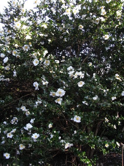 Camellia-sasanqua-Setsugekka ~ Sasanqua. Pure white, medium semi-double. Slight fragrance, early season. Upright rounded form. Ideal hedging plant, trims well. Plant in full sun or dappled shade in well drained acidic soil. Not tolerant of drought. Prune after flowering to encourage bushy growth. Camellia Sasanqua, Acidic Soil, Hedging Plants, Living Fence, Plant Ideas, Hedges, Pure White, Soil, Seeds