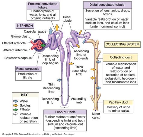 Una nefrona para el tablero de Pinterest Renal Anatomy And Physiology, Kidney Structure And Function, Nephron Structure And Function, Renal System Physiology, Structure Of Nephron Diagram, Renal Tubule, Kidney Physiology, Structure Of Nephron, Urinary System Diagram