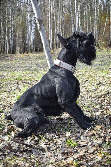 Security Dogs, Black Doberman, Schnauzer Grooming, Fit Dogs, Dog Anatomy, Giant Schnauzer, Bear Dog, Miniature Poodle, Pretty Dogs